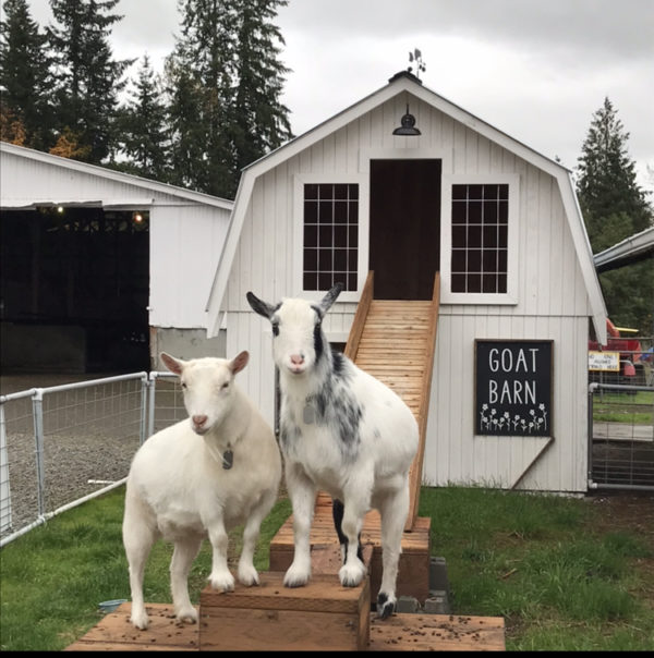 Farm Animals Enumclaw’s Thomasson Family Farm